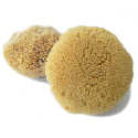 Mycí houba pacifická Caribbean Sun 12-13 cm s provázkem (SLY354P)