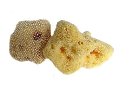 Mycí houba jaderská Caribbean Sun 8-10 cm (SAH102)