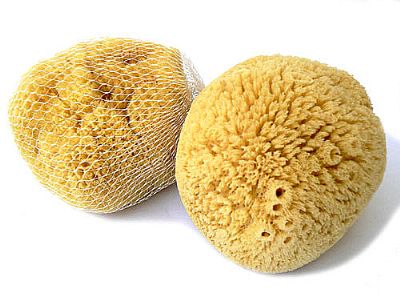 Mycí houba karibská Caribbean Sun 12-13 cm (SCLG374)