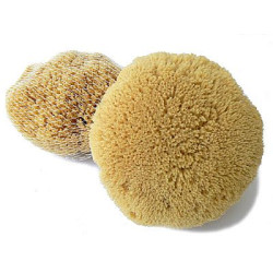 Mycí houba pacifická Caribbean Sun 12-13 cm (SLY354)